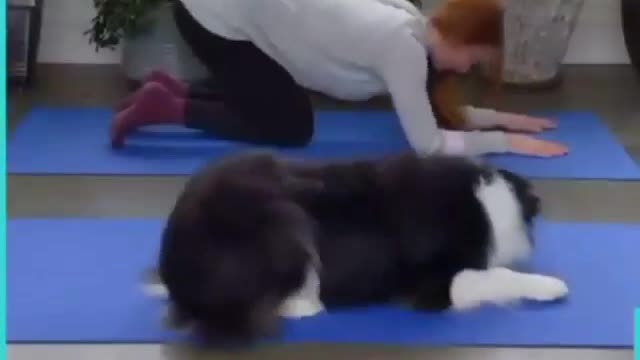 Doggy doing YOGA