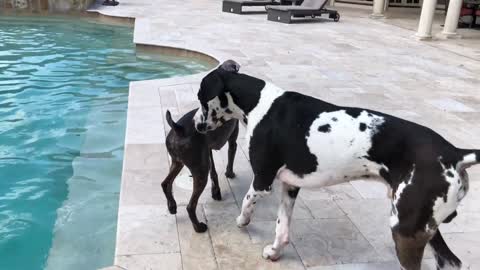 This Dog tries Convincing a Great Dane to Jump in a Pool