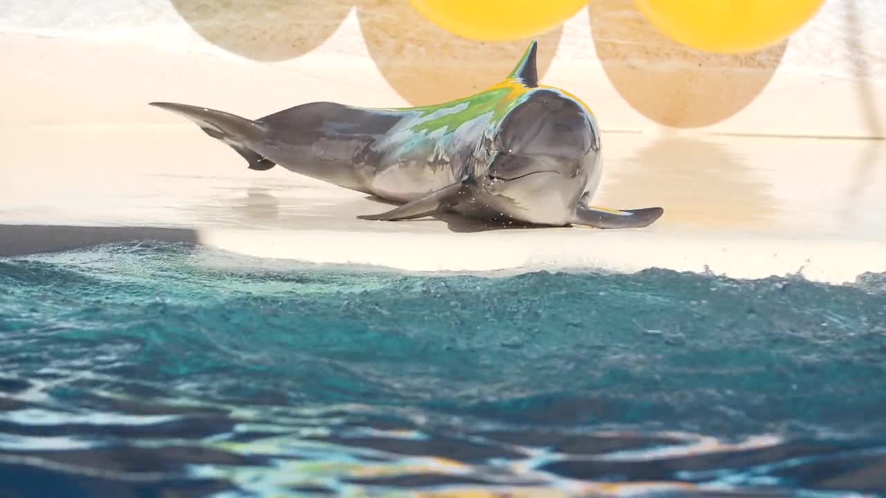 cute dolphin in the pool