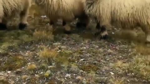 Running into curious sheep while hiking through Switzerland