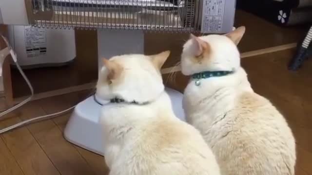 cute and funny kittens warming up in the heater