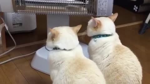 cute and funny kittens warming up in the heater