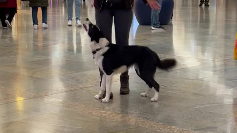 Training A Dog With Distractions