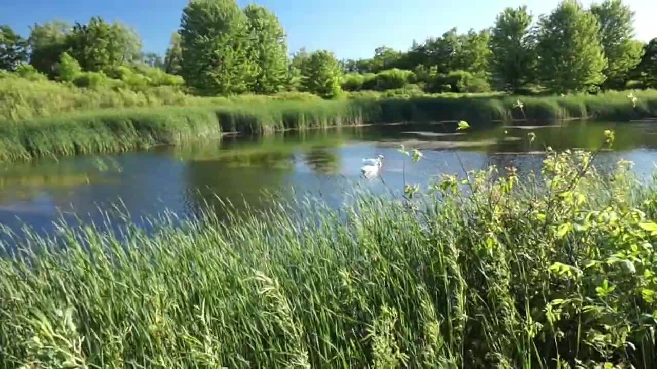 FAMILY OF SWANS