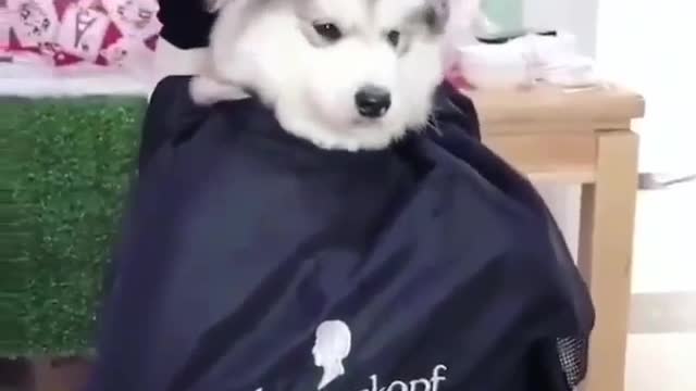 puppy will enjoy