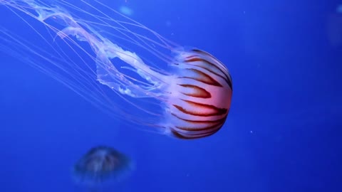 A Group Of Jellyfish Swimming Underwater At Display In An Aquarium