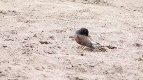 two beautiful birds are enjoying on ground with each other