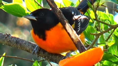 Oriole