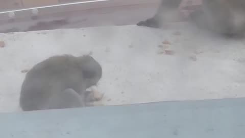 Who knew -monkeys eating bread