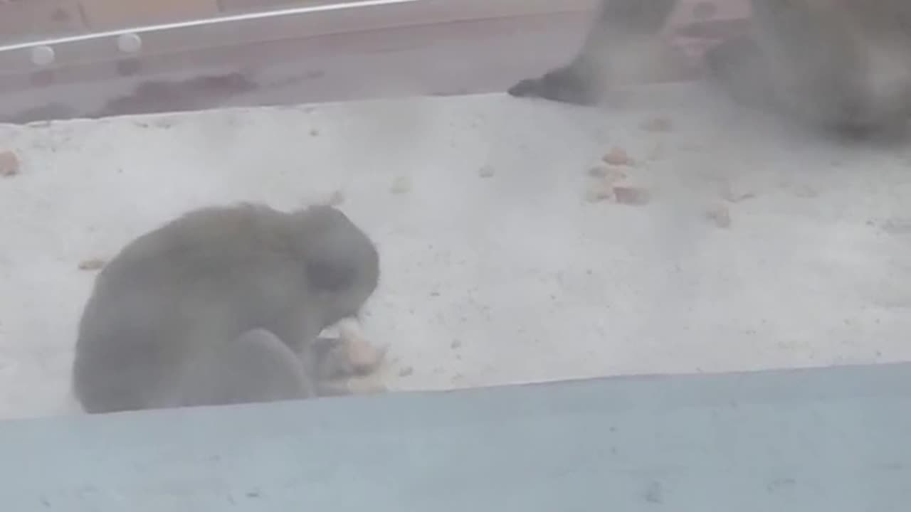 Who knew -monkeys eating bread