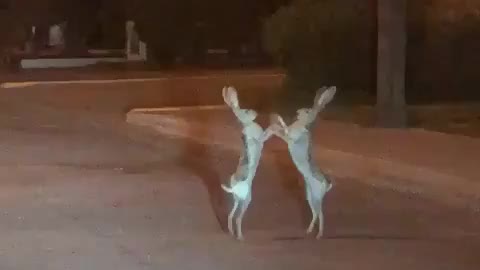 Rabbit dispute funny video