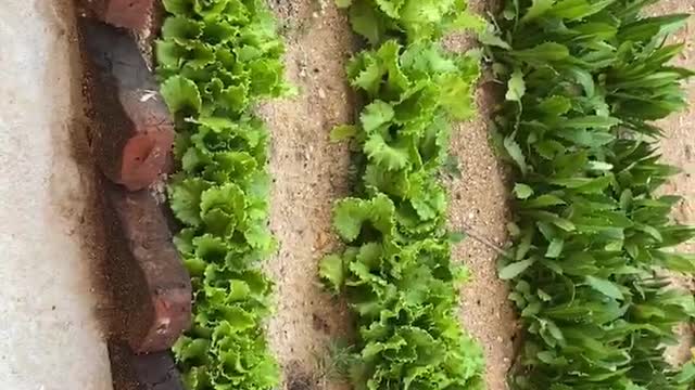 Warm and sunny vegetables are growing fast