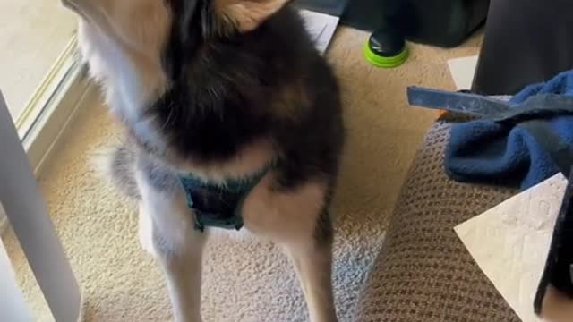 baby husky howling cute