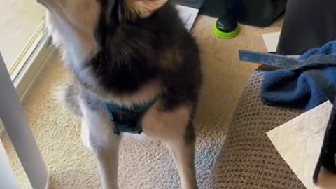 baby husky howling cute