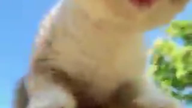 Cats - Baby cats - funny and fluffy (122) / Gatos - Filhotes - engraçados e fofos (122) #shorts