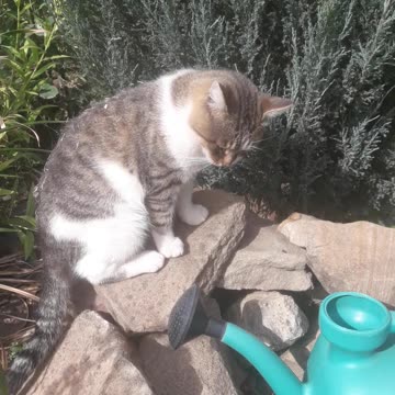 The cat is the king of the mountain