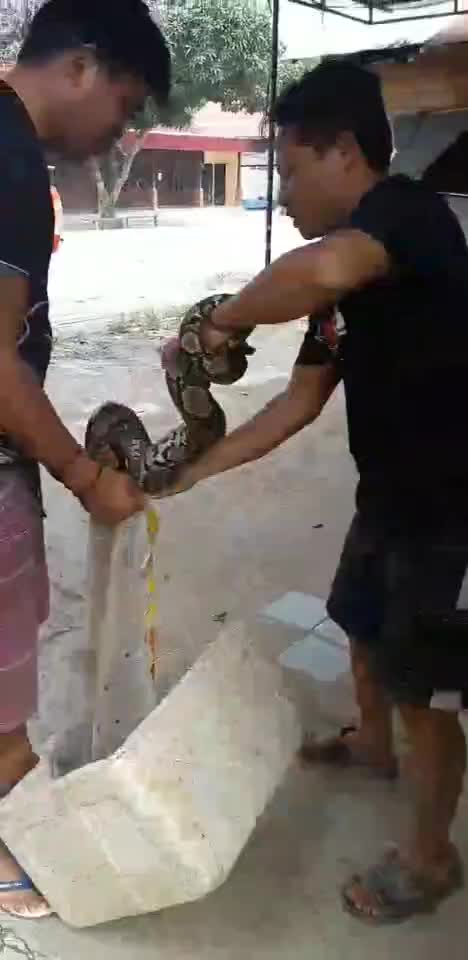 wow..!!! a python living in the jungles of Kalimantan