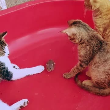 Ratinho levando os gatos na conversa