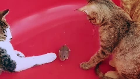 Ratinho levando os gatos na conversa