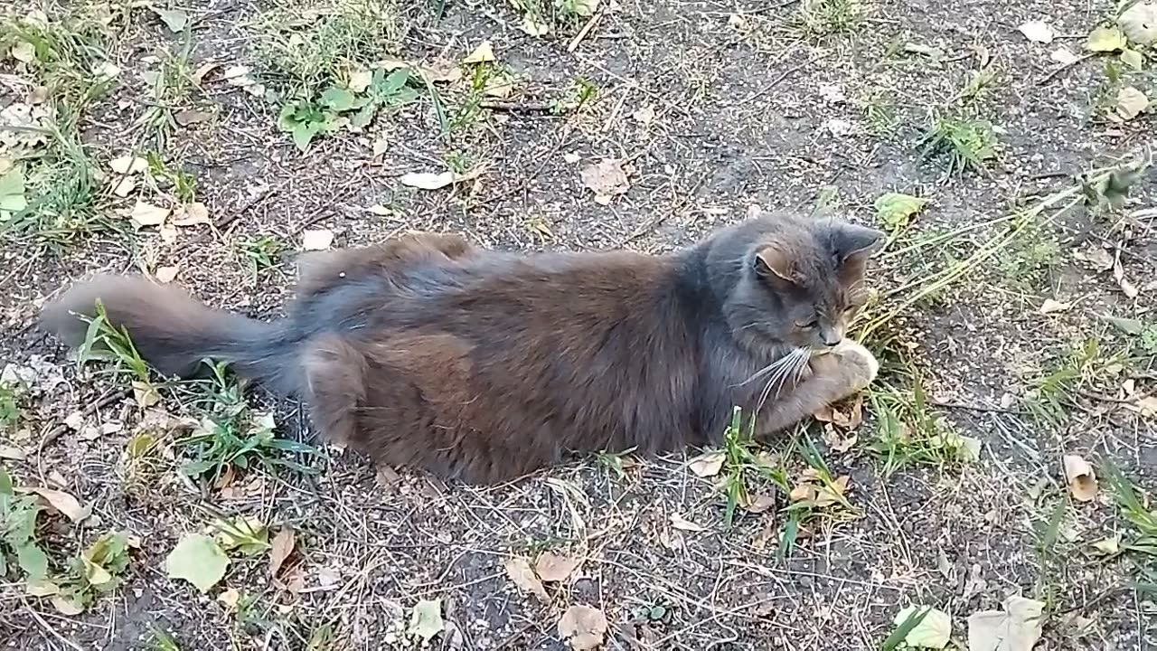 lovely cat Tema plays with a twig