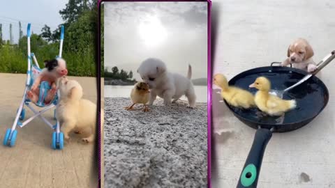 Baby Dogs Cute and Funny Dog Videos Compilation #1 | Aww Animals