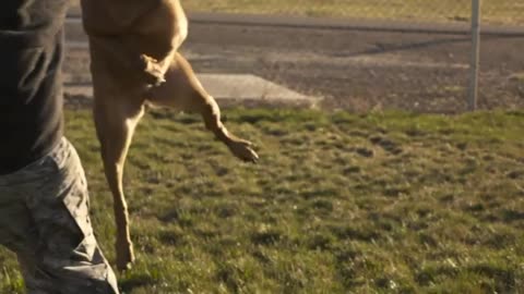 Indian Army dog training