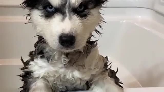 THE ANGRY HUSKY | Dont look at me!!!! | Dog Frenzy