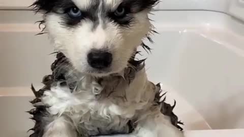 THE ANGRY HUSKY | Dont look at me!!!! | Dog Frenzy