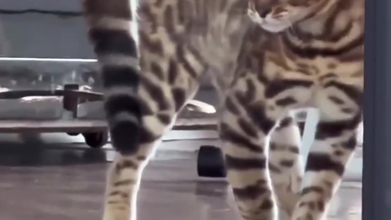 Cat videos funny