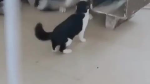 Viral video today 1