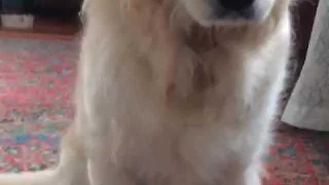 dog shows his toy funny video