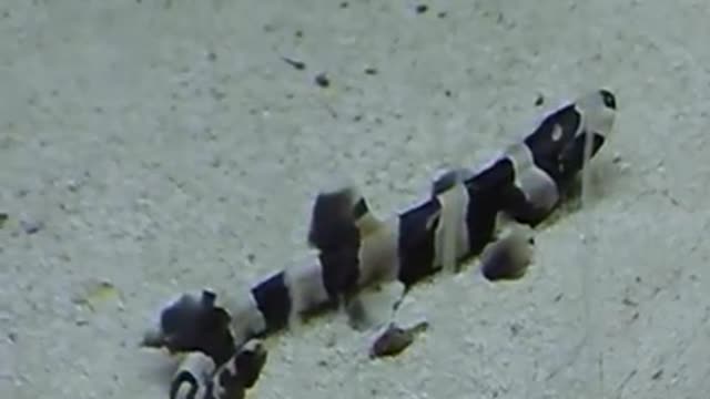 HATCHING A SHARK EGG