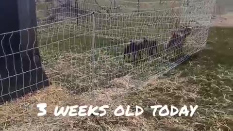 3 weeks old Baby Goats
