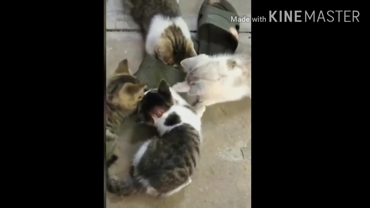 OMG so cute funny cat amazing video 🤣🤣