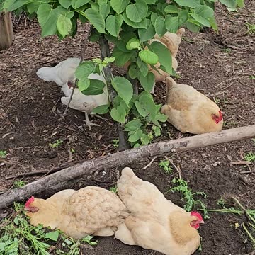 OMC! Happy spoiled chickens siesta while others peck and scratch including Brownie!