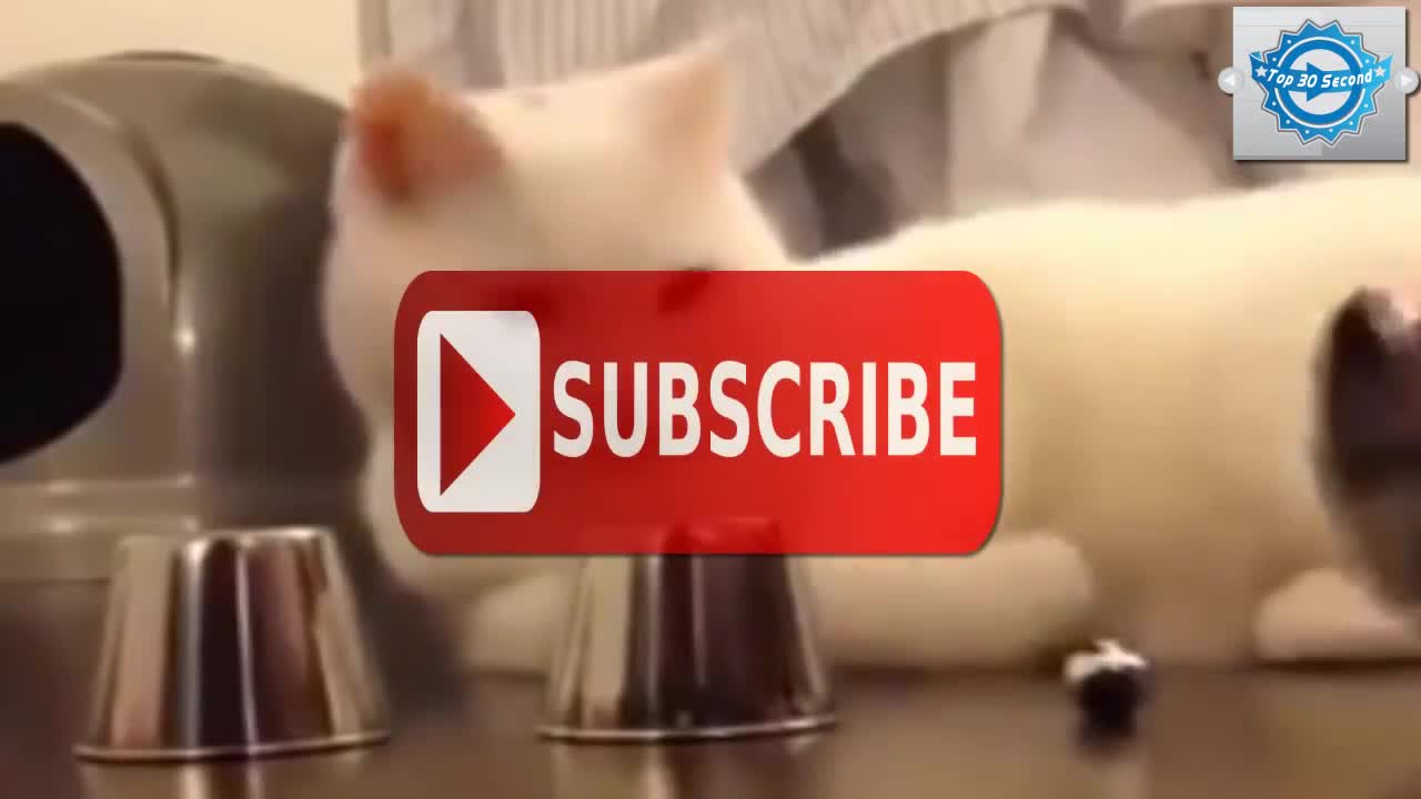 Funny cat video