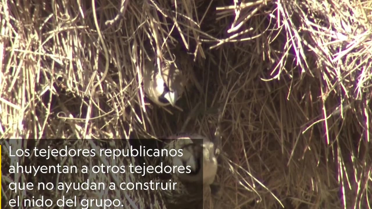 ¿Son estas las Aves más Furiosas de la Naturaleza?