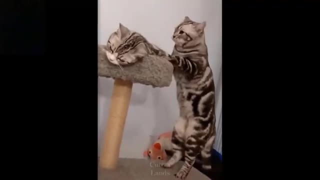 cute funny cats1