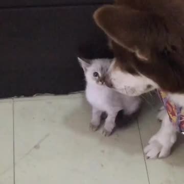 Watch to the end. 🤣😂😅