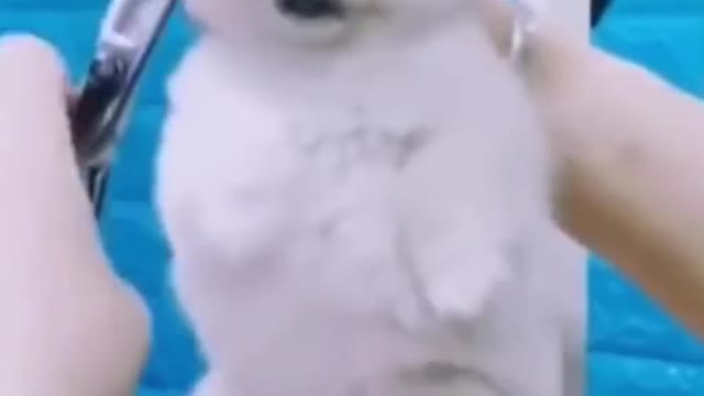 Cute and Funny Dog doing funny Moments