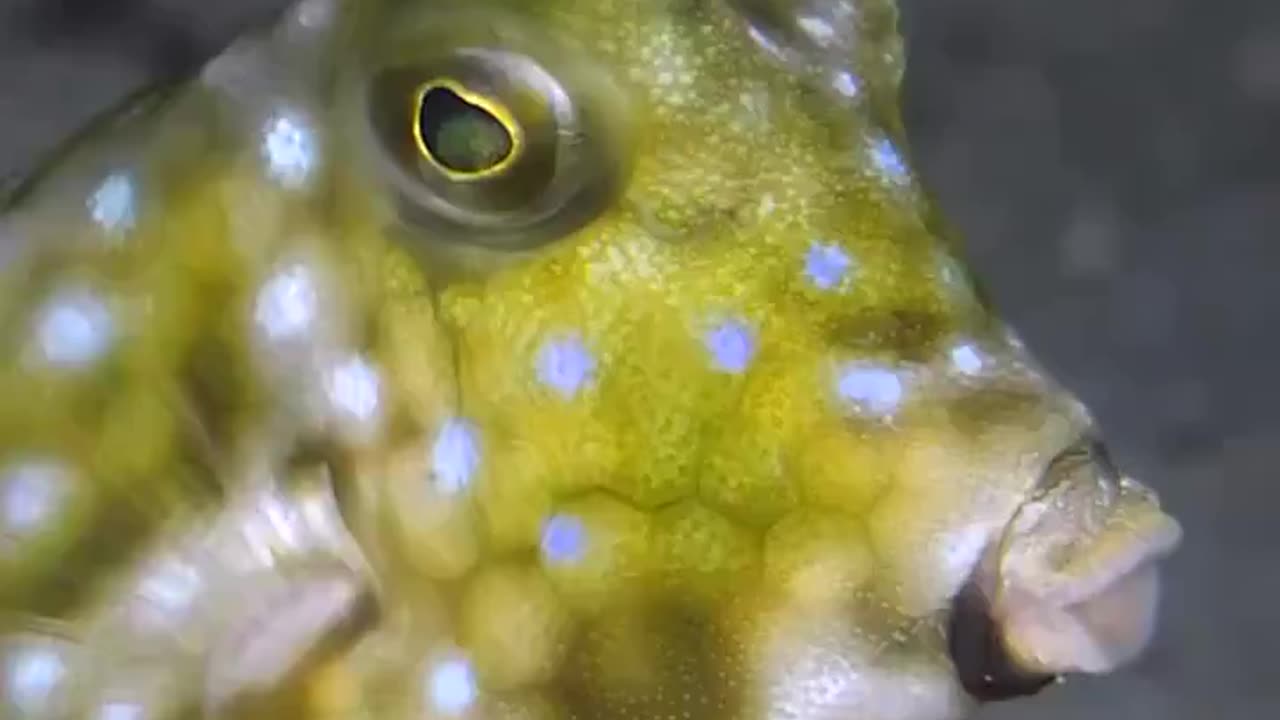 This is a Horned Boxfish🐠