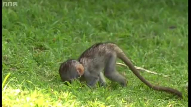 These Adorable Baby Monkeys Are So Playful! | Cheeky Monkey | BBC Earth