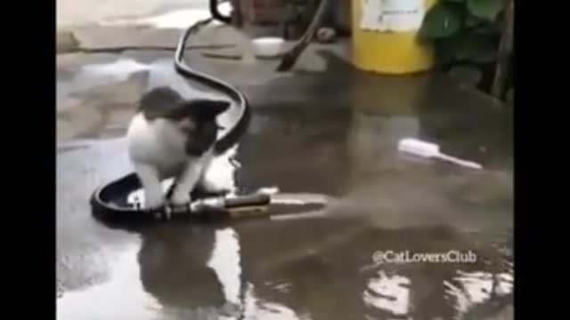 Cats Cuts 2021 😹 - Don't try to hold back Laughter 😂 - Funny Cats Life