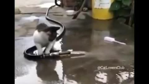 Cats Cuts 2021 😹 - Don't try to hold back Laughter 😂 - Funny Cats Life