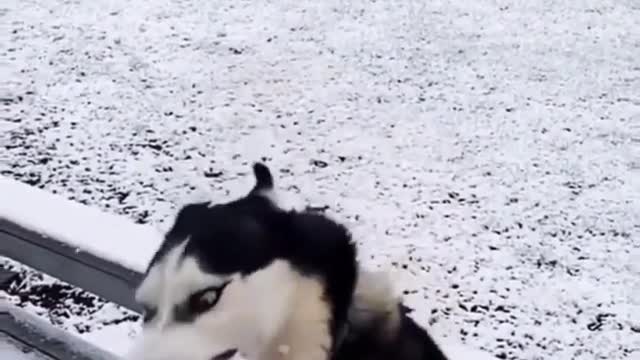 dog having fun in the snow
