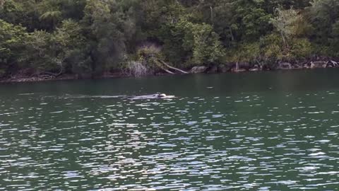 Southern Right Whale up River in Sydney