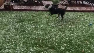 Perro amante del invierno intenta atrapar copos de nieve que caen