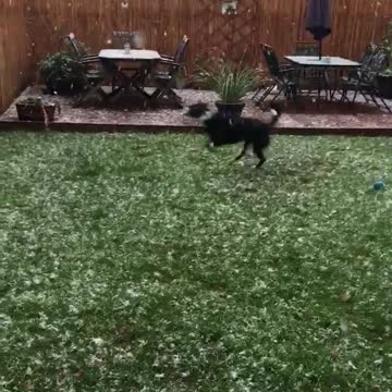 Perro amante del invierno intenta atrapar copos de nieve que caen