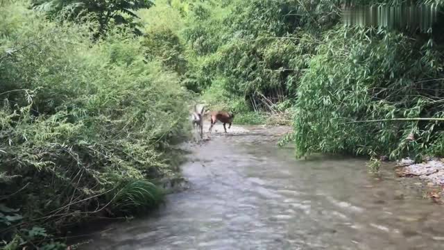 The Mongolian puppy was so happy when he saw the water for the first time