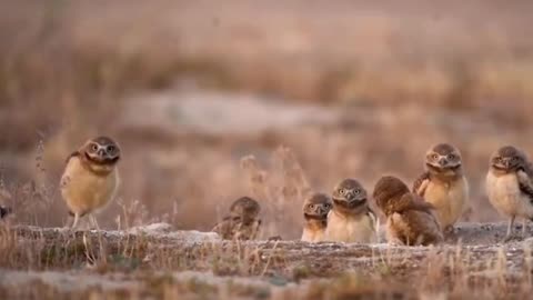 Photographer friendly owls